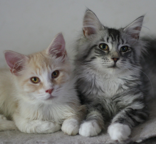 Silver tabby & white girl and red silver boy