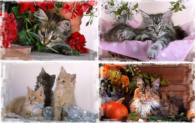 Various Maine Coon cats and kittens