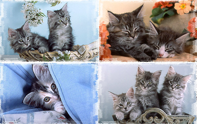 Various Maine Coon kittens