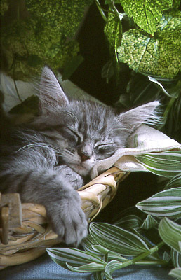 Photo of Maine Coon Kitten