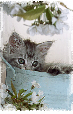 Photo of Maine Coon Kitten