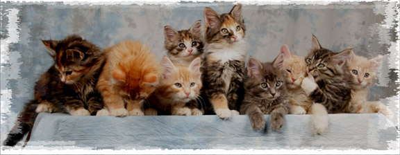 Photo of Gypsy's nine kittens December 2005