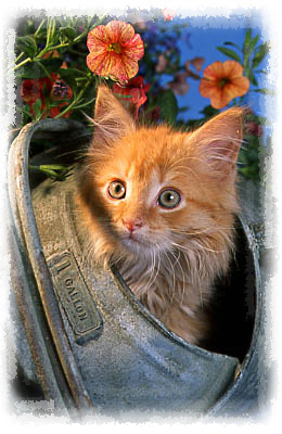 photo of red kittne in watering can