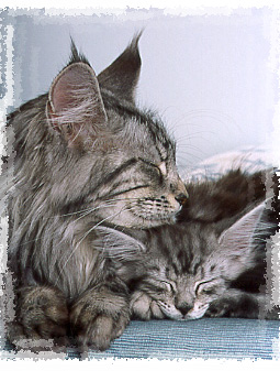 Tessa and kitten
