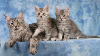 Photo of Maine Coon Kittens
